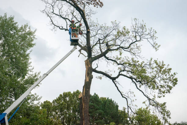 Best Commercial Tree Services  in Caway, AR