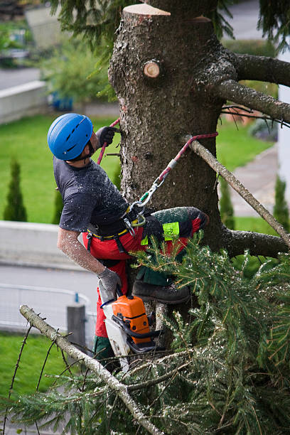 Best Tree Preservation Services  in Caway, AR