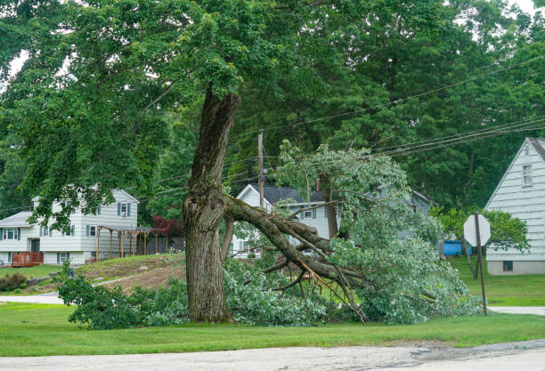 Best Tree Disease Treatment  in Caway, AR