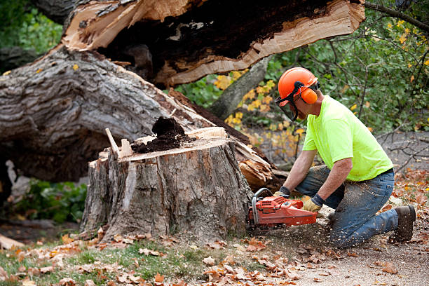 Best Fruit Tree Pruning  in Caway, AR